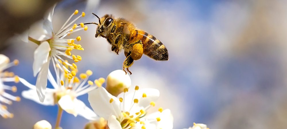 Dr. Dna Bee Cure Venom Wipe: Doğal Ağrı Kesici ve Rahatlatıcı Mendil